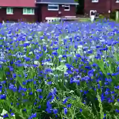 Annual Aqua Mix